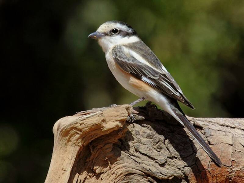 Masked Shrike (Lanius nubicus)