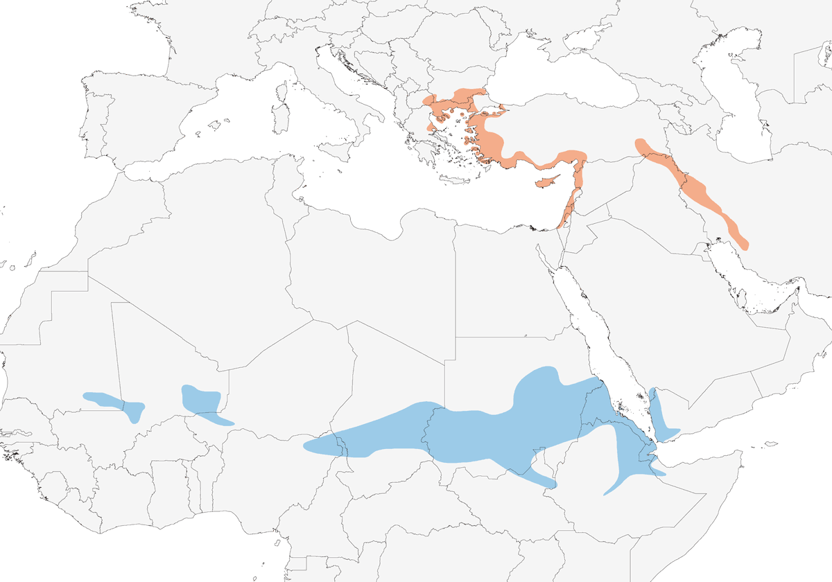 Averla mascherata, Distribuzione 1