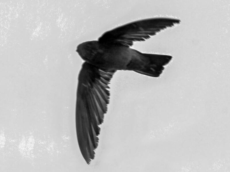 Mascarene Swiftlet, Photos 2