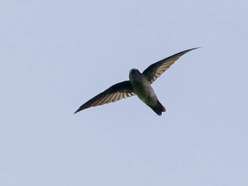 Mascarene Swiftlet, Photos 3