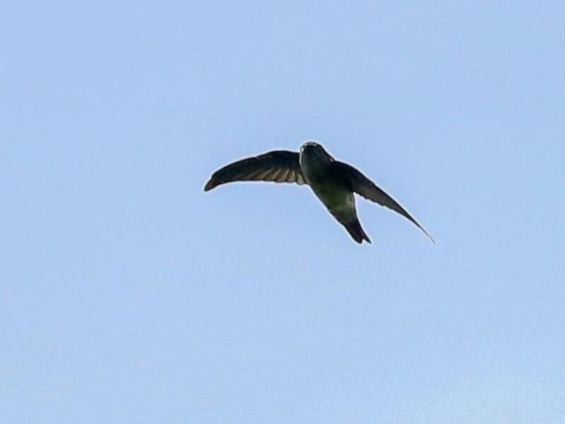 Mascarene Swiftlet, Photos 4