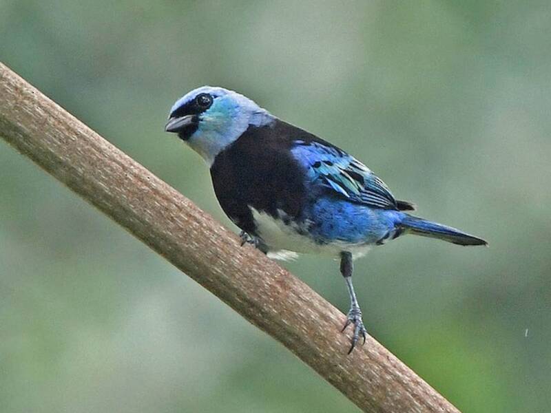 Tanagra mascherata, Foto 3