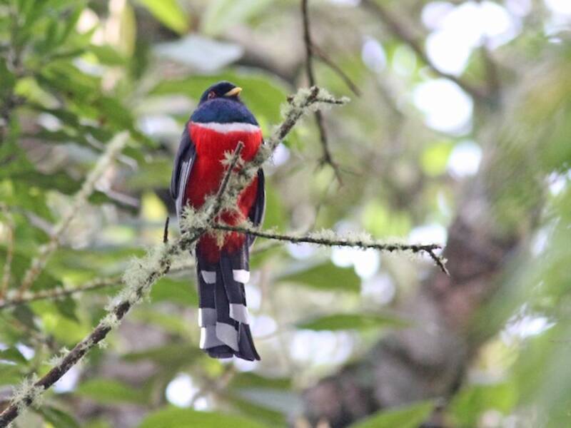Masked Trogon