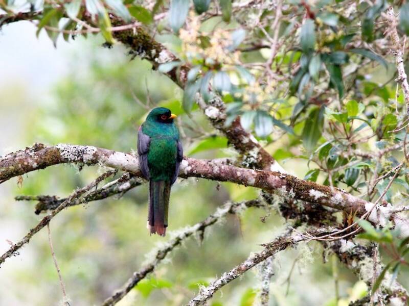 Masked Trogon, Photos 4