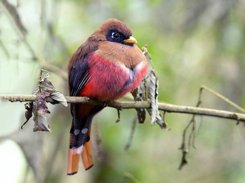 Masked Trogon, Photos 3