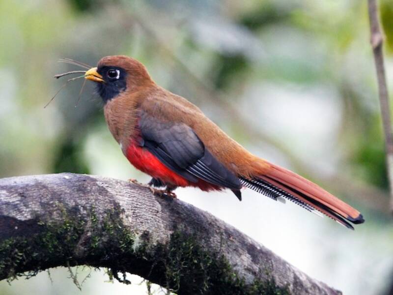 Masked Trogon, Photos 2