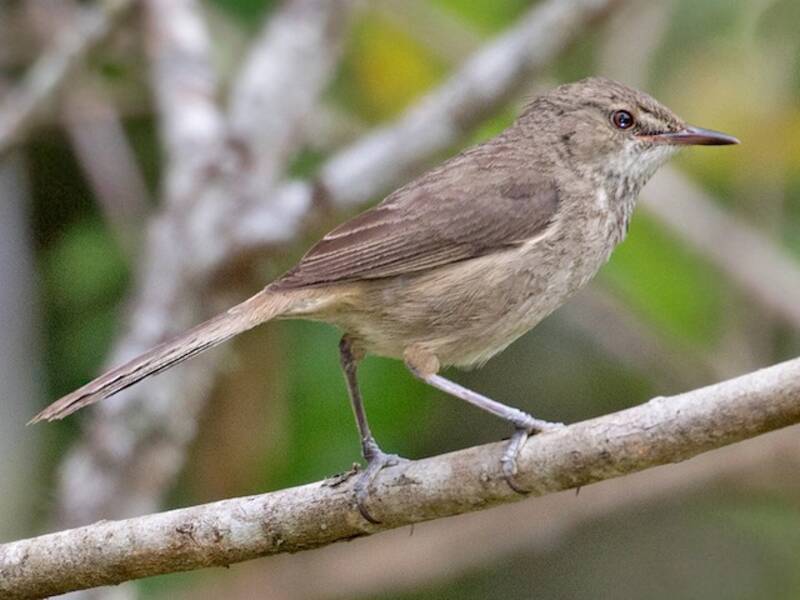 Madagascar Swamp Warbler, 照片 4