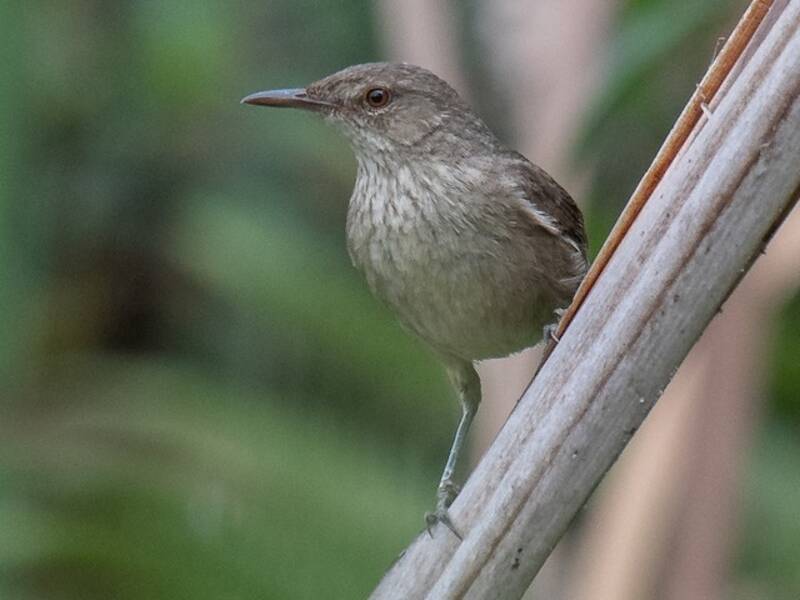 Madagascar Swamp Warbler, 照片 3