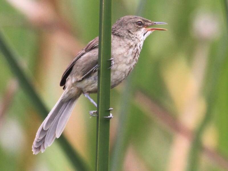 Madagascar Swamp Warbler, 照片 2