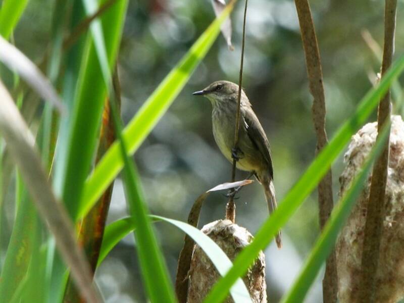 Madagascar Swamp Warbler