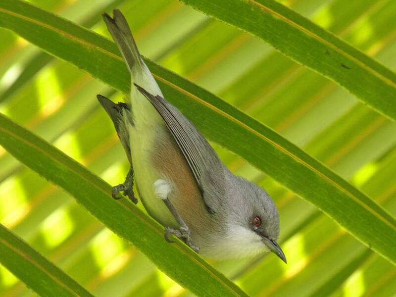 Mauritius-Graubrillenvogel, Fotos 4