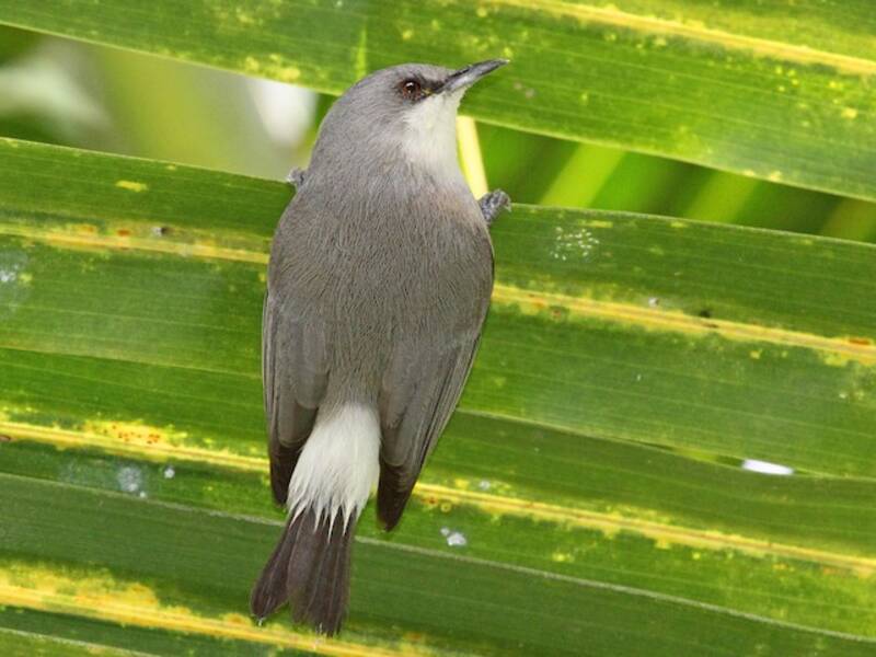 Mauritius-Graubrillenvogel