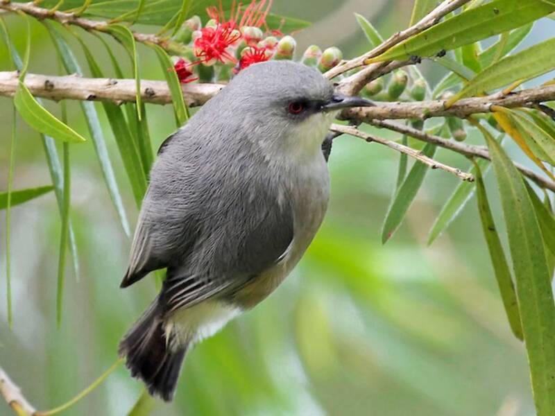 Mauritius-Graubrillenvogel, Fotos 2