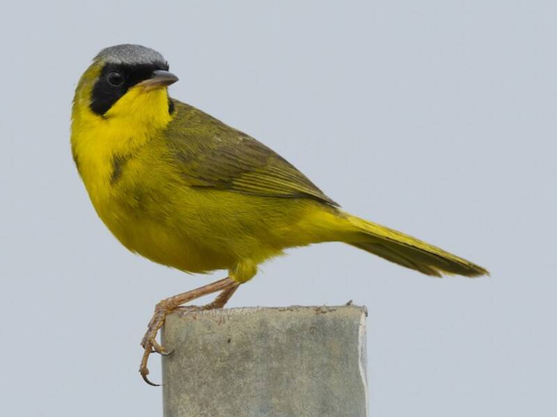 Masked Yellowthroat, Photos 4