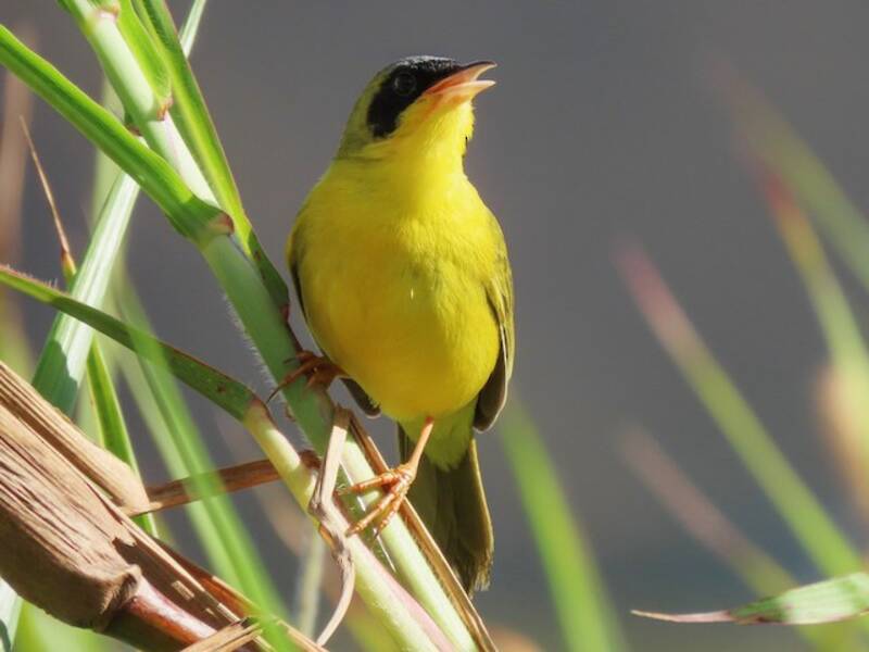 Masked Yellowthroat