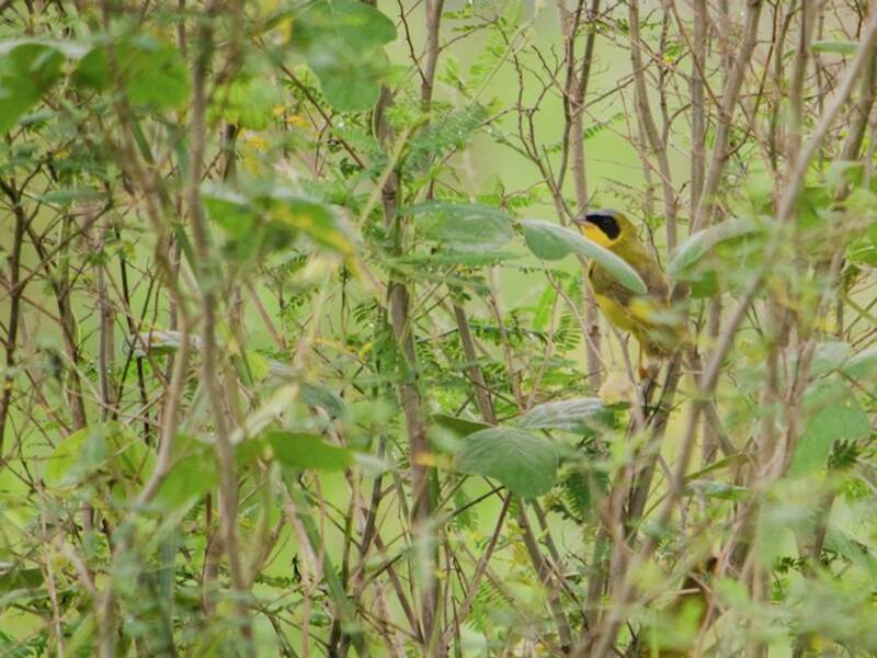 Masked Yellowthroat, Photos 2