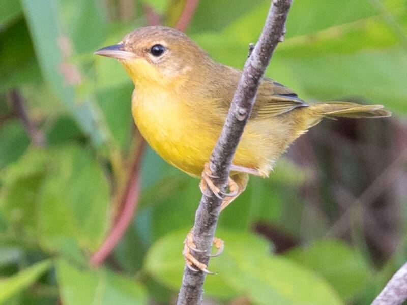 Masked Yellowthroat, Photos 3