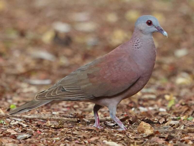 Tortora del Madagascar