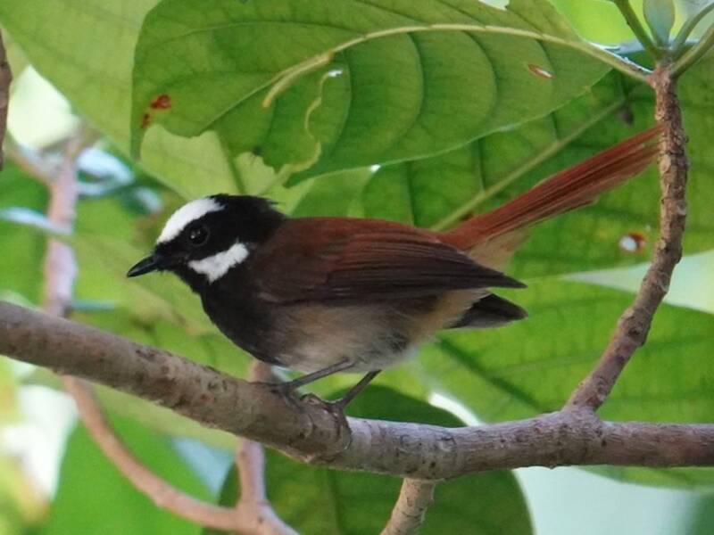 Mussau Fantail