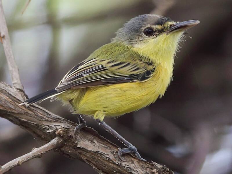 Maracaibo Tody-Flycatcher