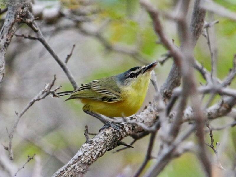 Maracaibo Tody-Flycatcher, 照片 2