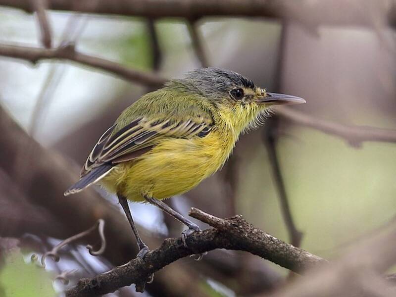Maracaibo Tody-Flycatcher, 照片 3