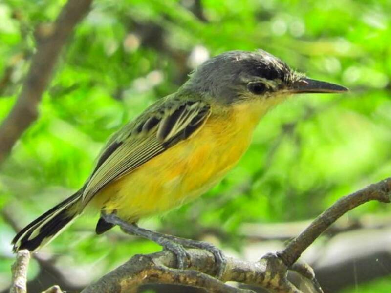 Maracaibo Tody-Flycatcher, 照片 4