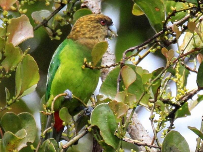 Loro-tigre de Madarasz, Fotos 4