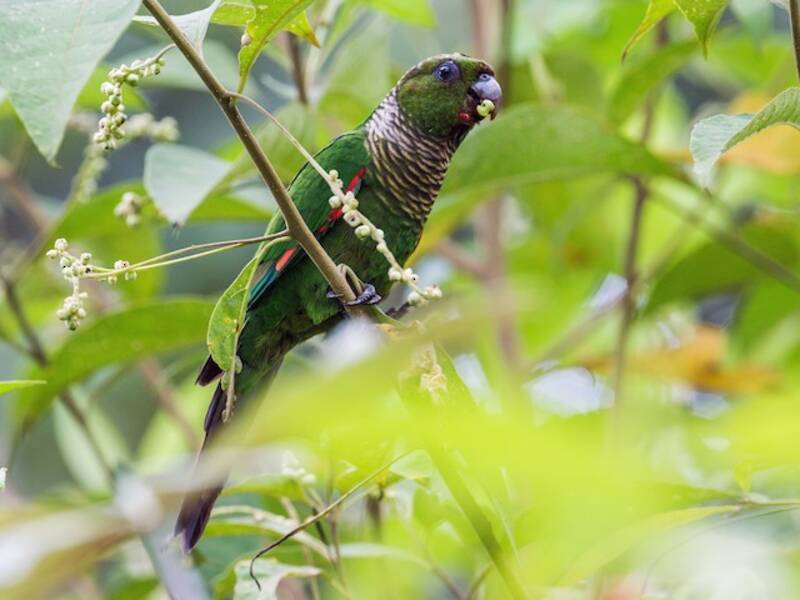 Perico colinegro