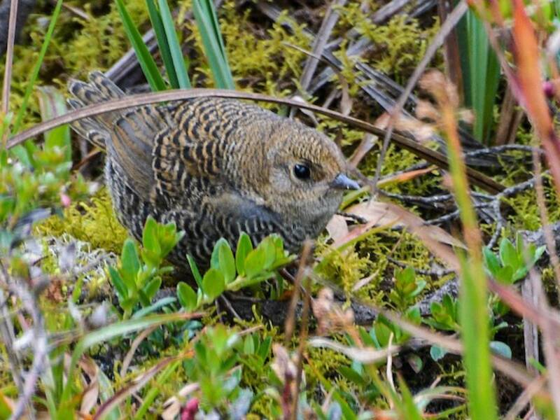 Tapacule à ventre pâle