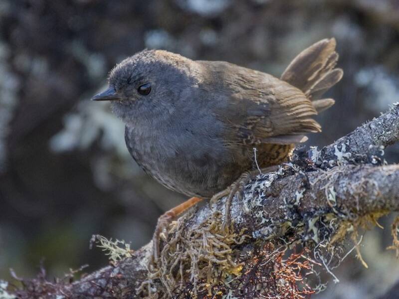 Tapacule à ventre pâle, Photos 4