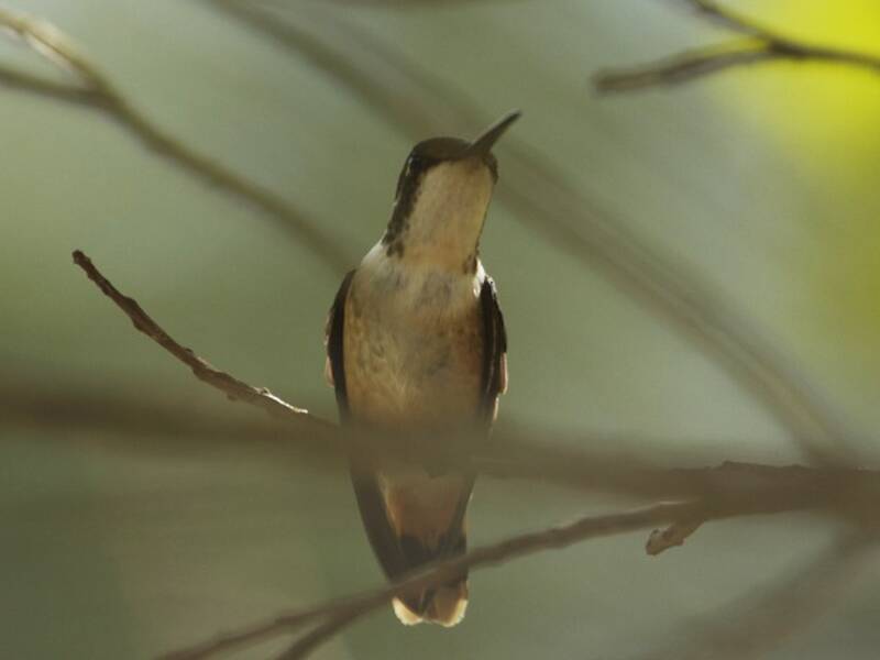 Colibrí gorgimorado