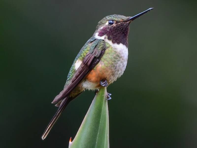 Colibrí gorgimorado, Fotos 3