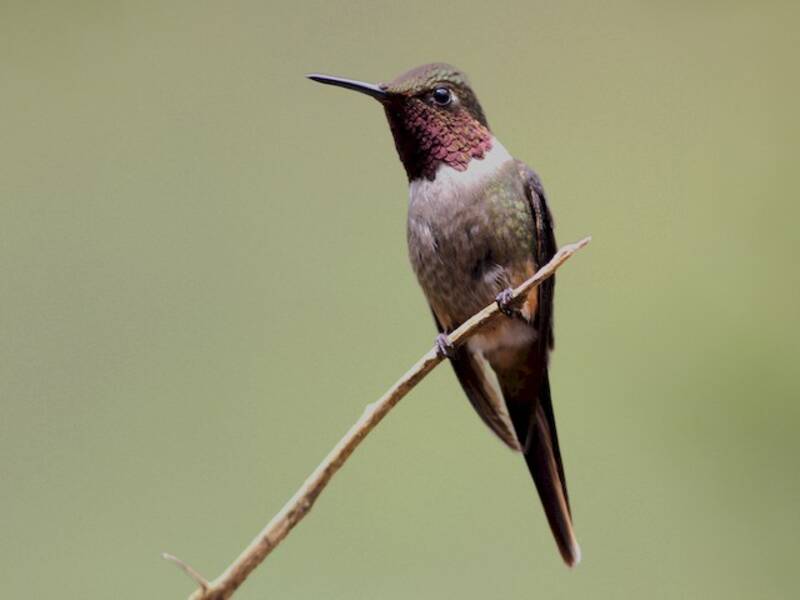 Colibrí gorgimorado, Fotos 4