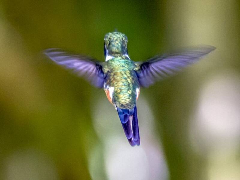 Colibrí gorgimorado, Fotos 2