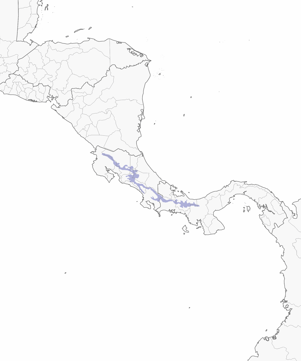 Colibrí gorgimorado, Distribución 1