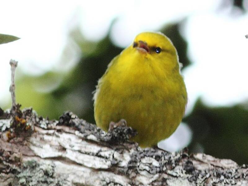 Alauahio di Maui, Foto 2
