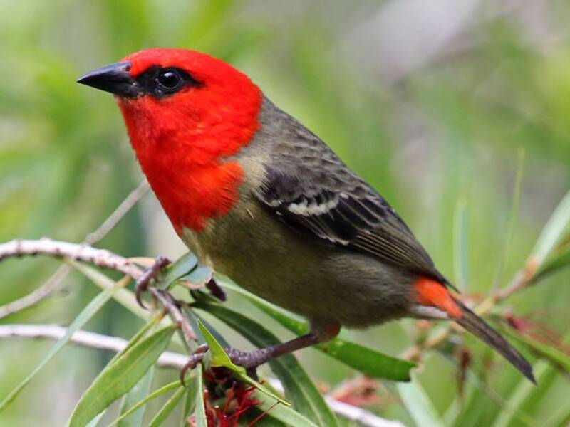 Mauritius Fody - Foudia rubra
