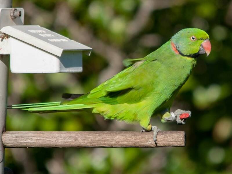 Parrocchetto di Mauritius, Foto 2