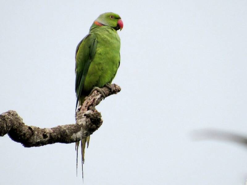 Parrocchetto di Mauritius, Foto 4