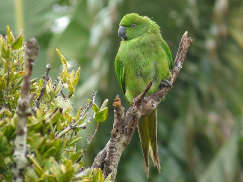 Parrocchetto di Mauritius, Foto 3