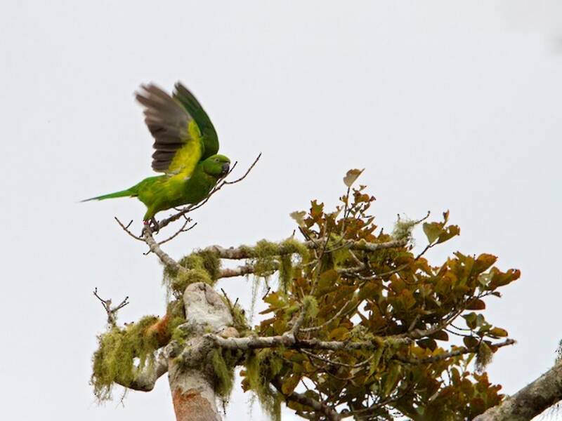 Echo Parakeet (Psittacula eques)