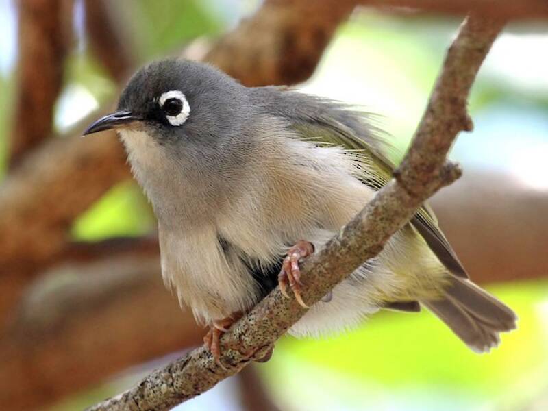 Mauritius-Brillenvogel