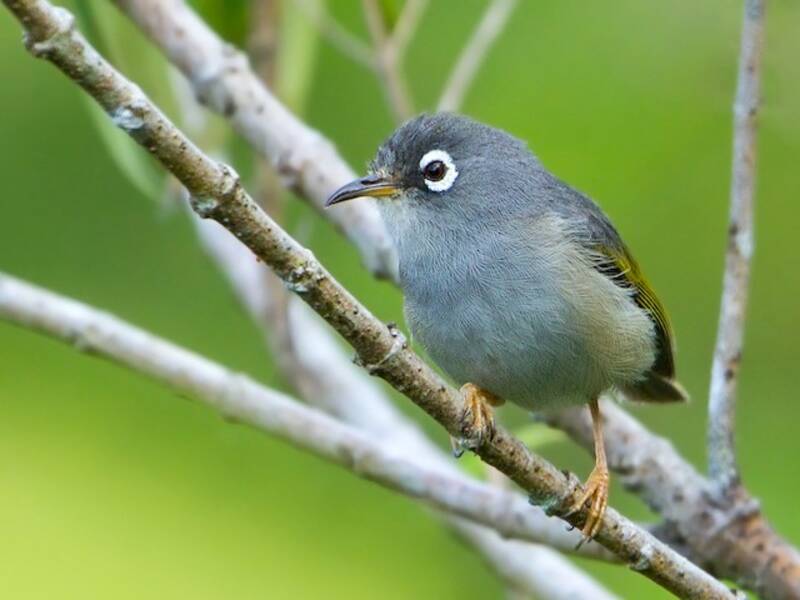 Occhialino di Mauritius, Foto 4