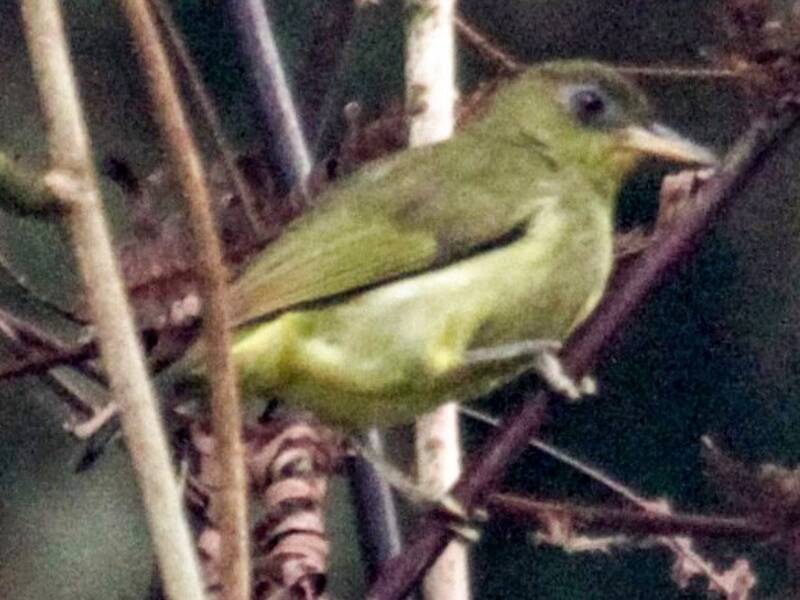 Occhialino di Malaita, Foto 3