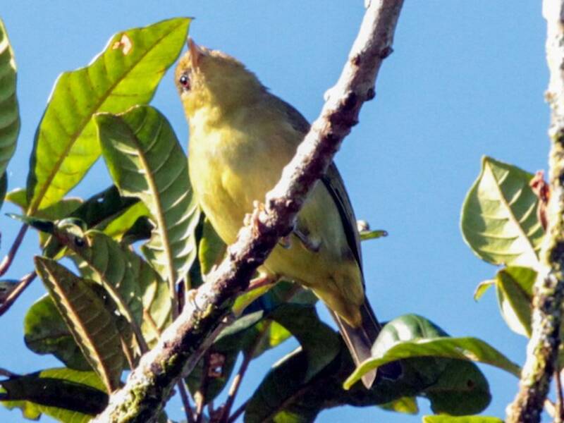 Occhialino di Malaita, Foto 2