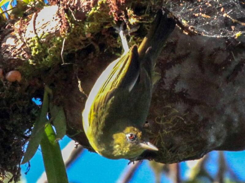 Occhialino di Malaita, Foto 4