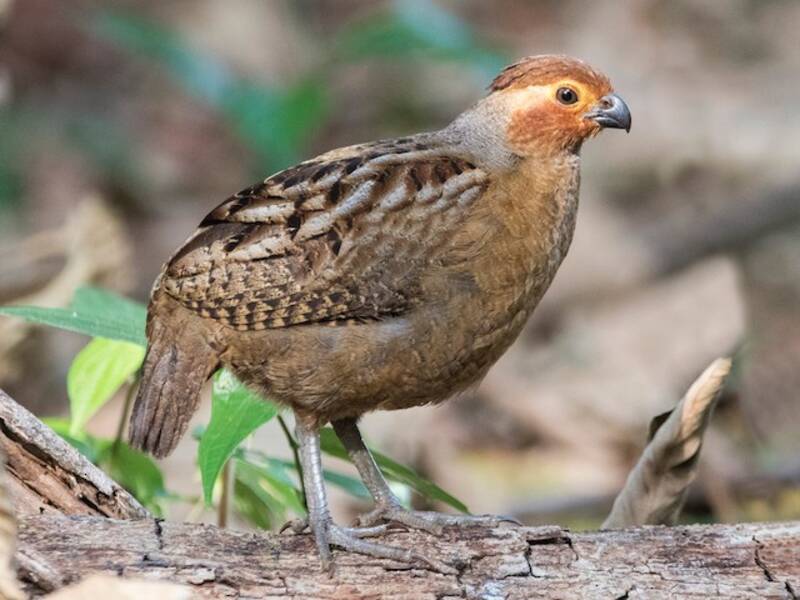 Marbled Wood-Quail