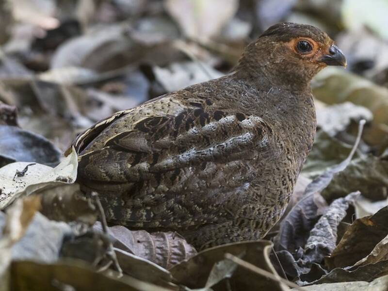 Marbled Wood-Quail, Photos 3