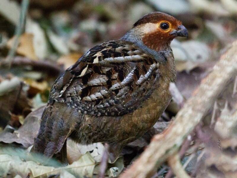 Marbled Wood-Quail, Photos 2